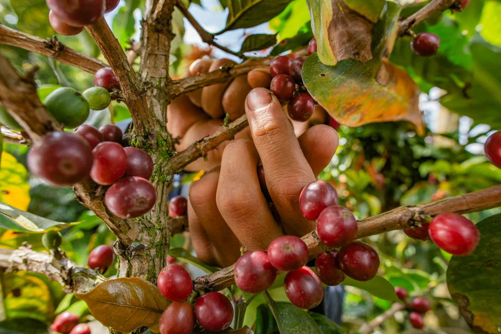 Manos recolectando cerezas de café