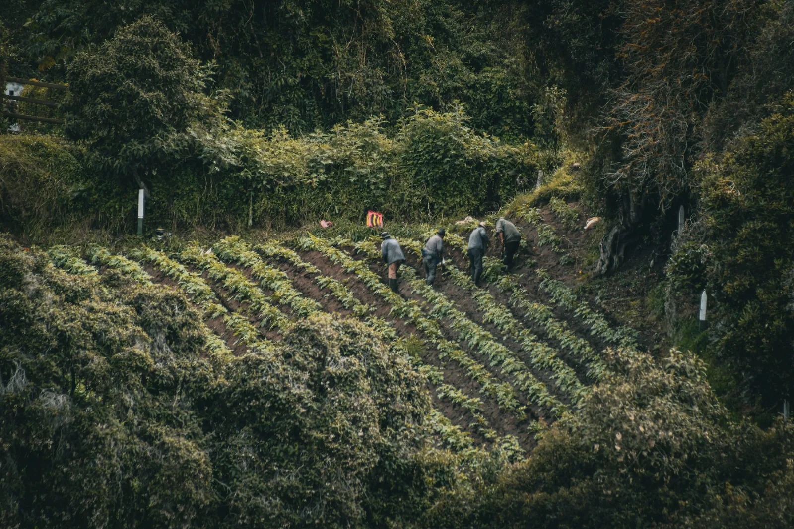 Recolectores en una ladera cafetera
