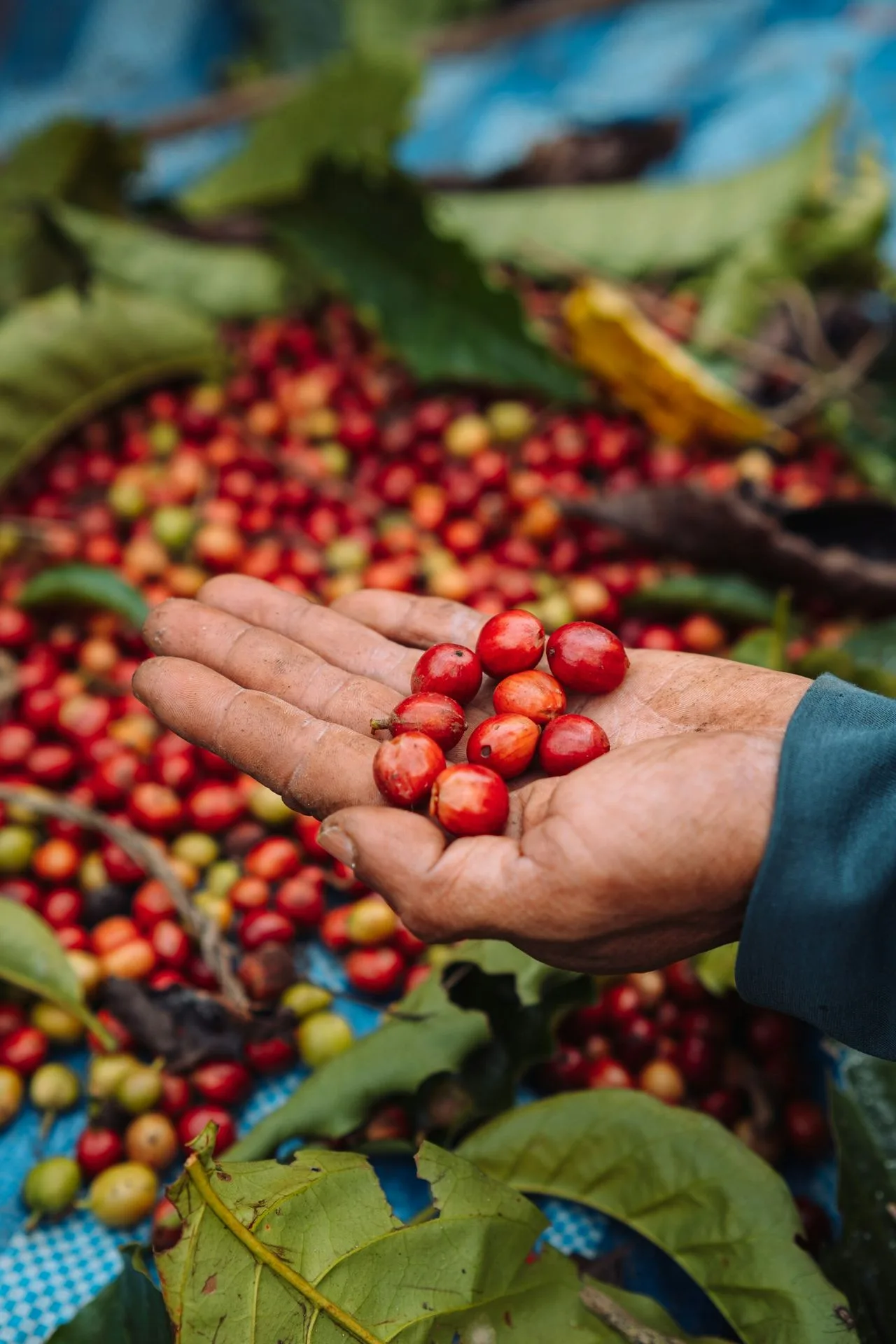 Cerezas de café maduras en la mano