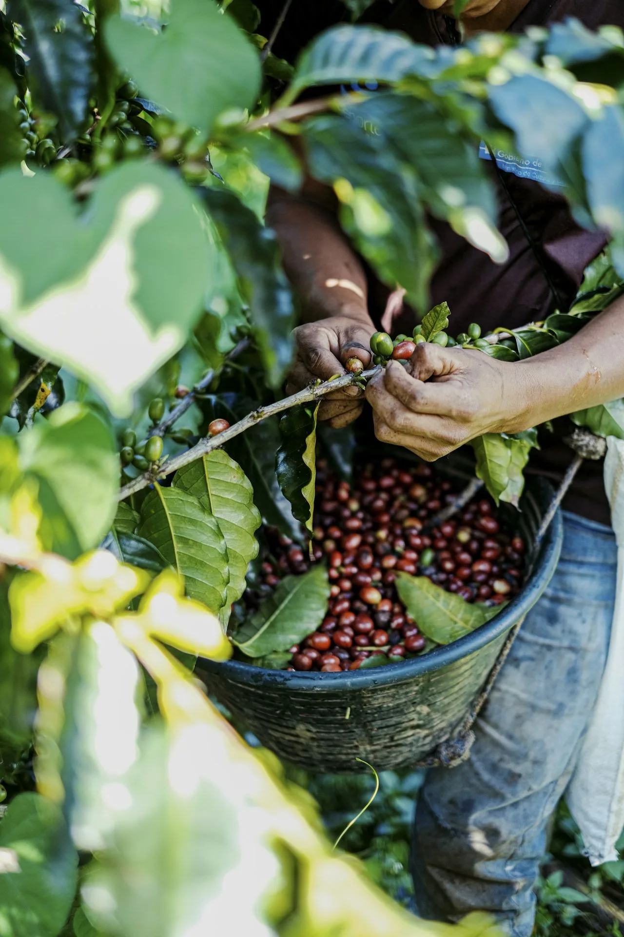 Cosecha de café a mano